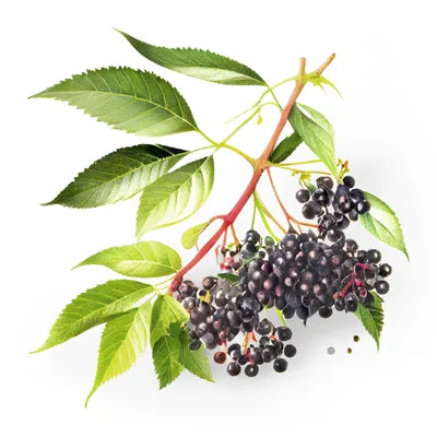 ELDERBERRY EXTRACT