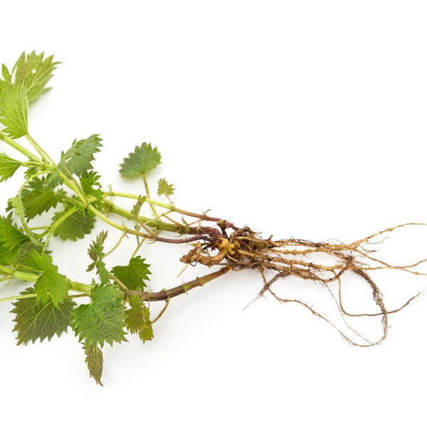 Nettle Root Elements