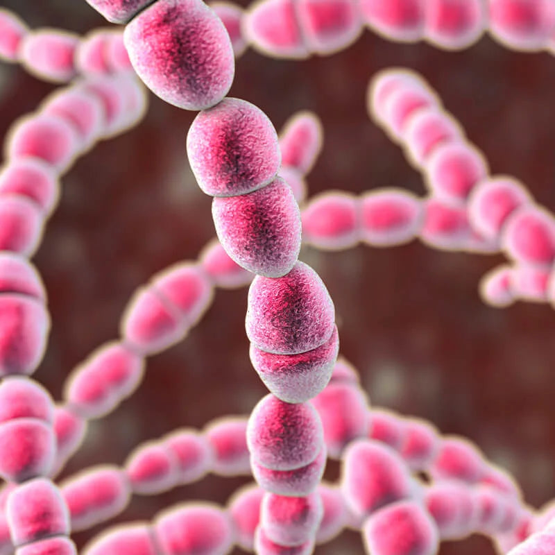 PROBIOTIC STREPTOCOCUS SALIVARIUS