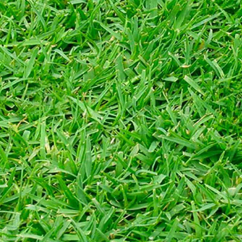 COUCH GRASS EXTRACT